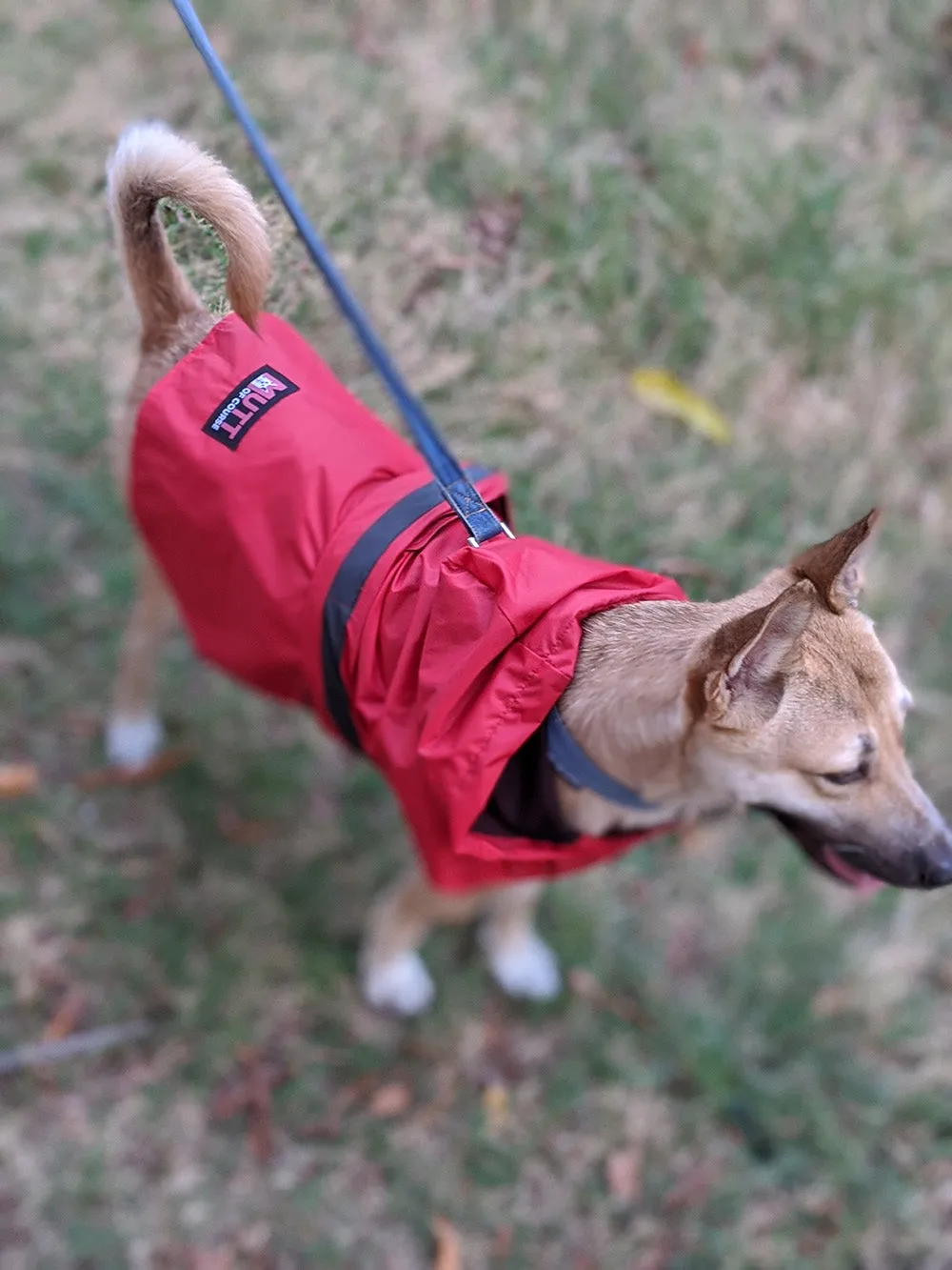 Radiant Red Raincoat